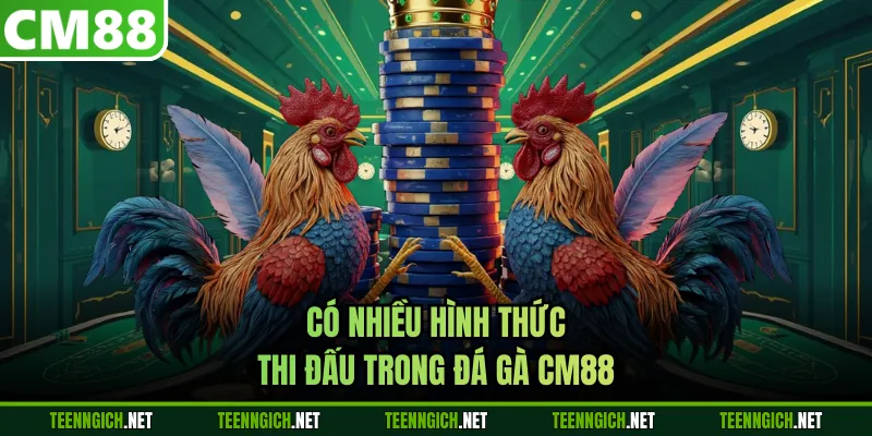 Đá Gà CM88 - Trải Nghiệm Những Trận Đấu Đỉnh Cao