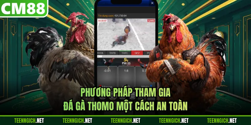 Đá Gà Thomo CM88 - Livestream Mượt Mà, Tỷ Lệ Cược Cạnh Tranh